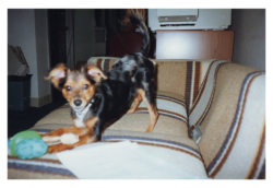Maggie on Roger's couch. Roger loved that couch. I described it as being made out of denim and razor blades...