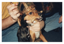 Maggie poses for the camera with a little help and a Viking helmet fit for a Valkyrie....
